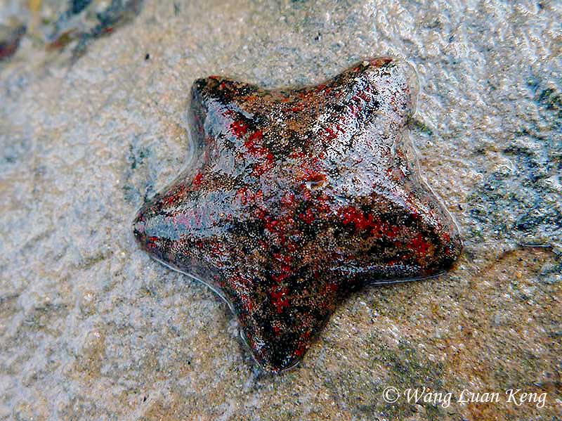 The Cryptic Rock Star (Cryptasterina sp.) is usually found underneath rocks.