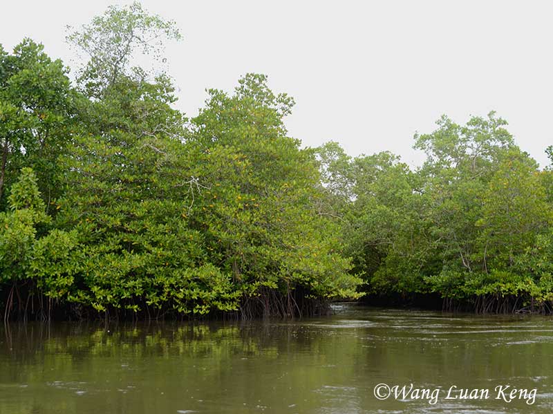 Mangroves near Telunas Beach.