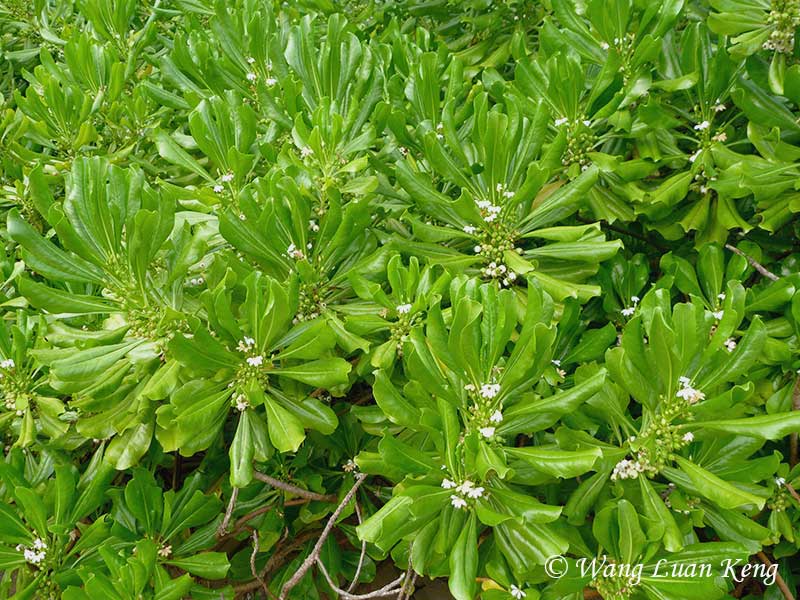 The sea Luttuce (Scaevola taccada), a common coastal plant, has thick, waxy leaves to reduce water loss.