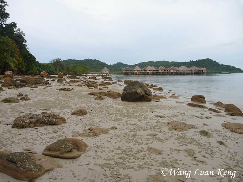 Intertidal-area